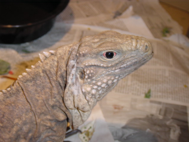 Adult female Hybrid