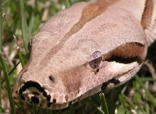 Sinner close up