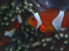 Amphiprion ocellaris my own Marlin & Pearl