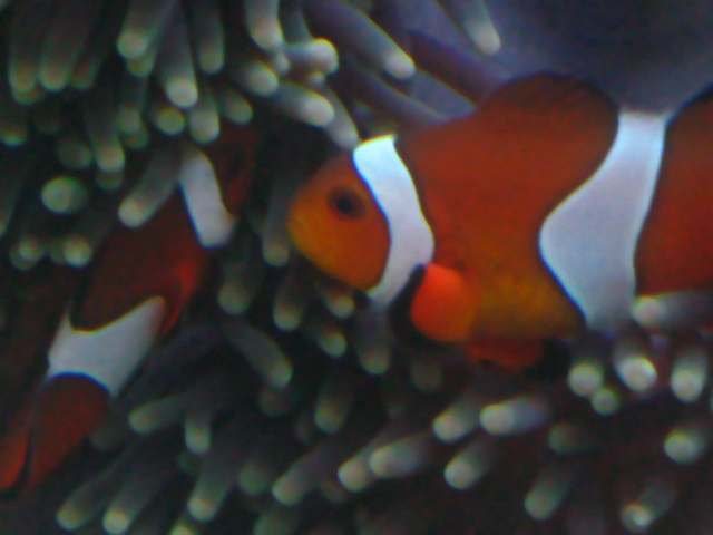 Amphiprion ocellaris my own Marlin & Pearl