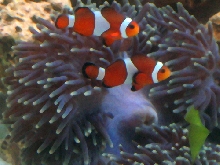 Marlin and Pearl