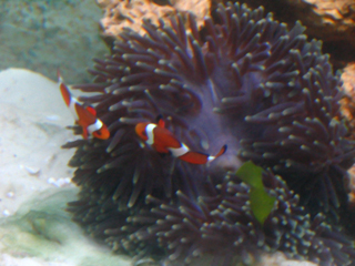 Pair of Ocellaris and Host Anemone