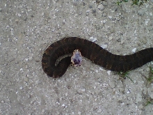 cottonmouth