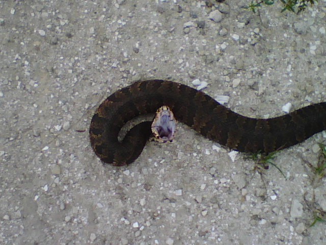 cottonmouth
