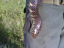 Mud Snake