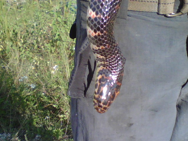 Mud Snake