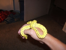 Baby GTP