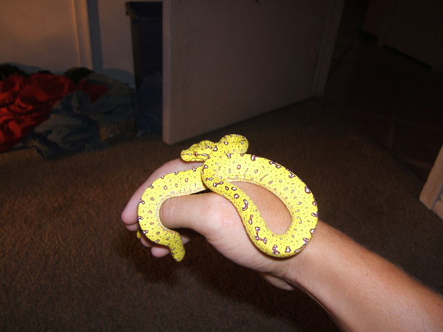 Baby GTP
