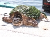 Snapper