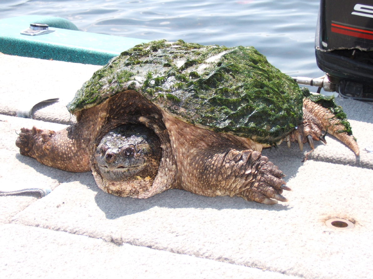 Snapper
