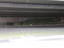 iguana