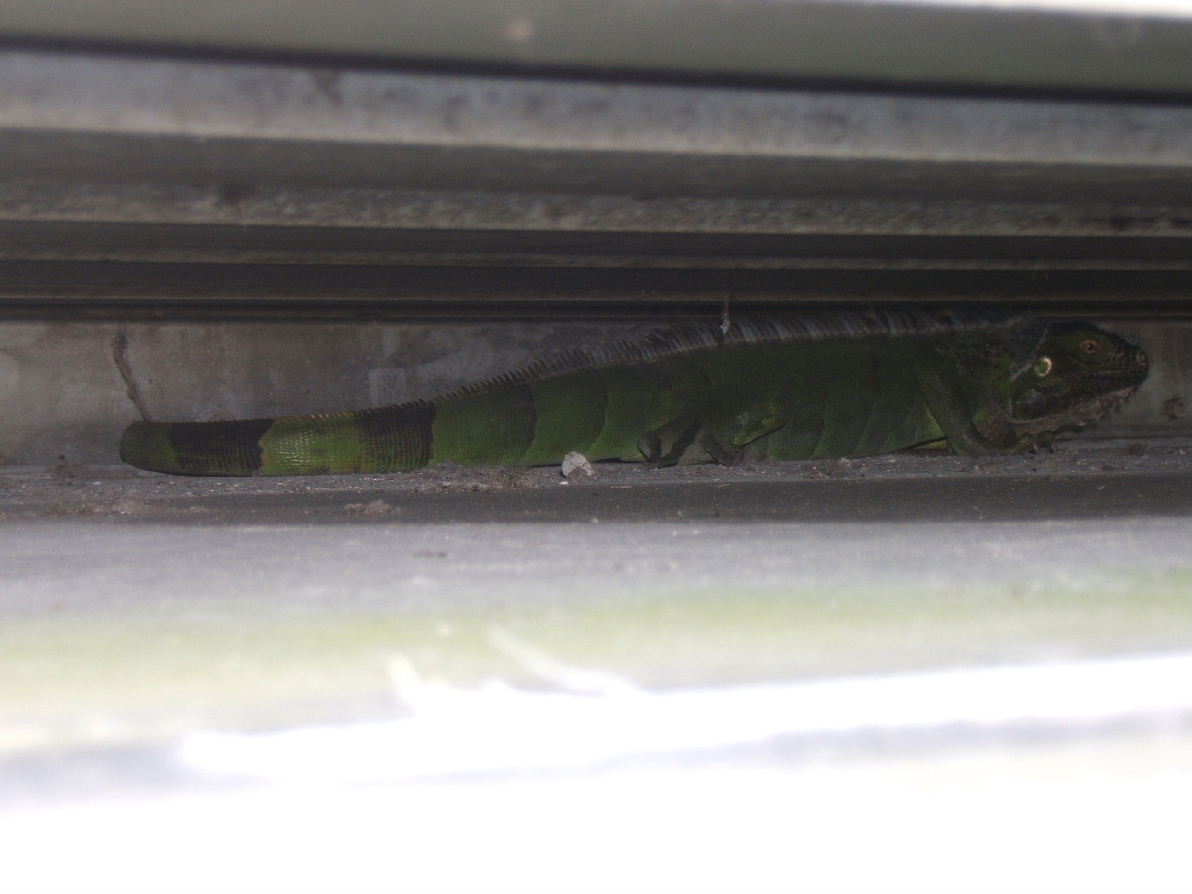 iguana