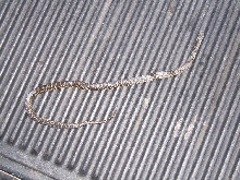 florida kingsnake?