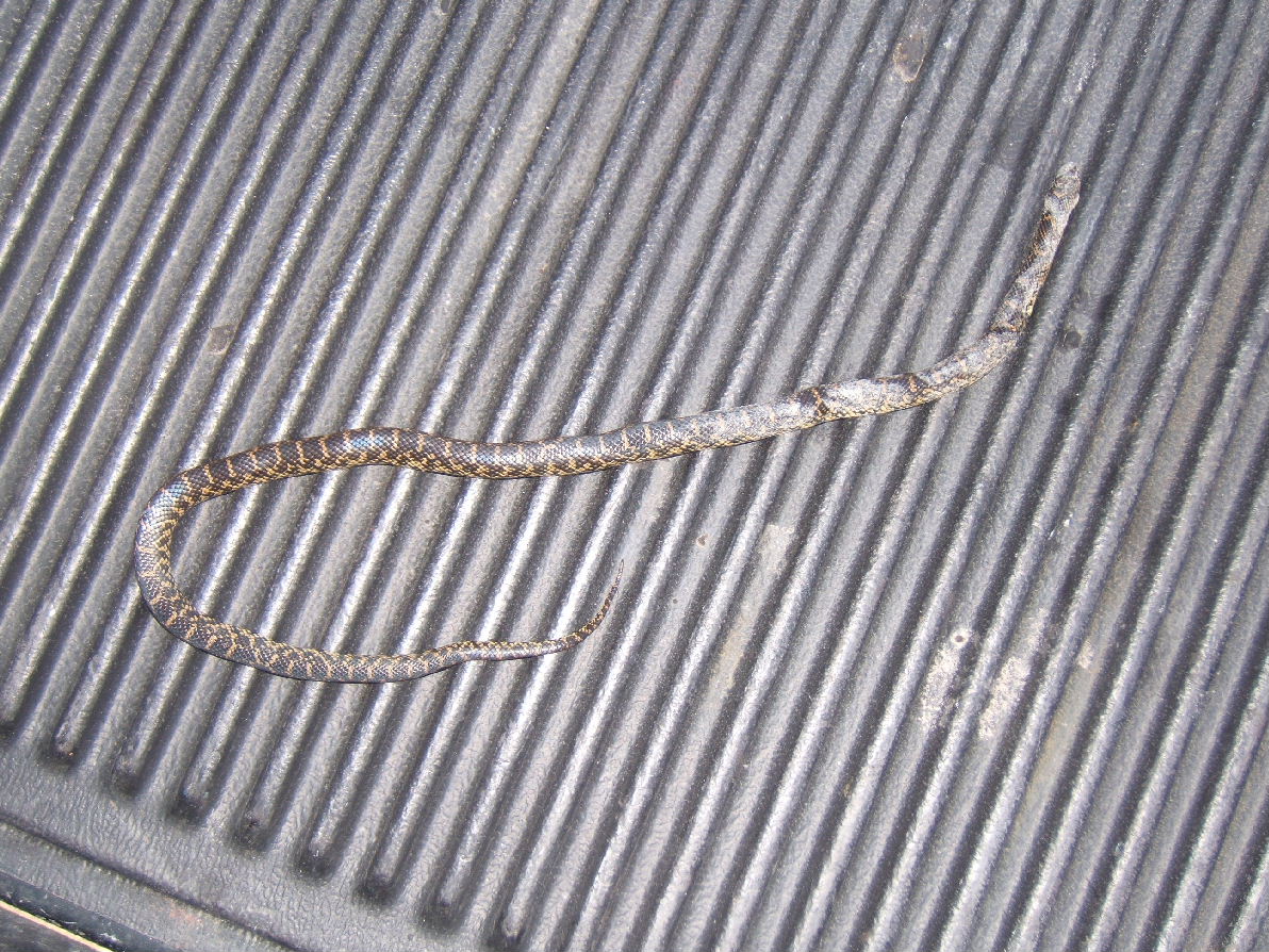 florida kingsnake?