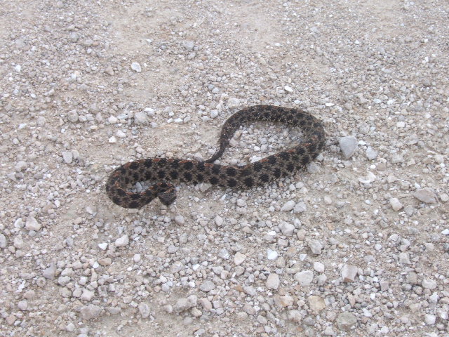 pygmy