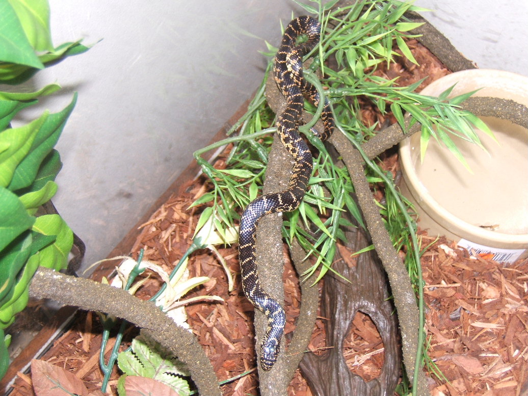Florida King