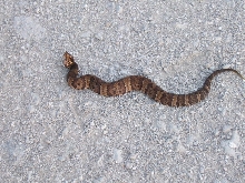 Roadside Cottonmouth