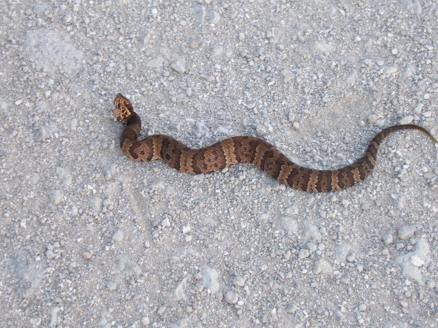 Roadside Cottonmouth