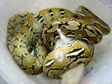 dimabag