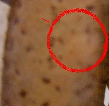 egg? (2)