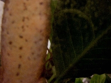 egg 4