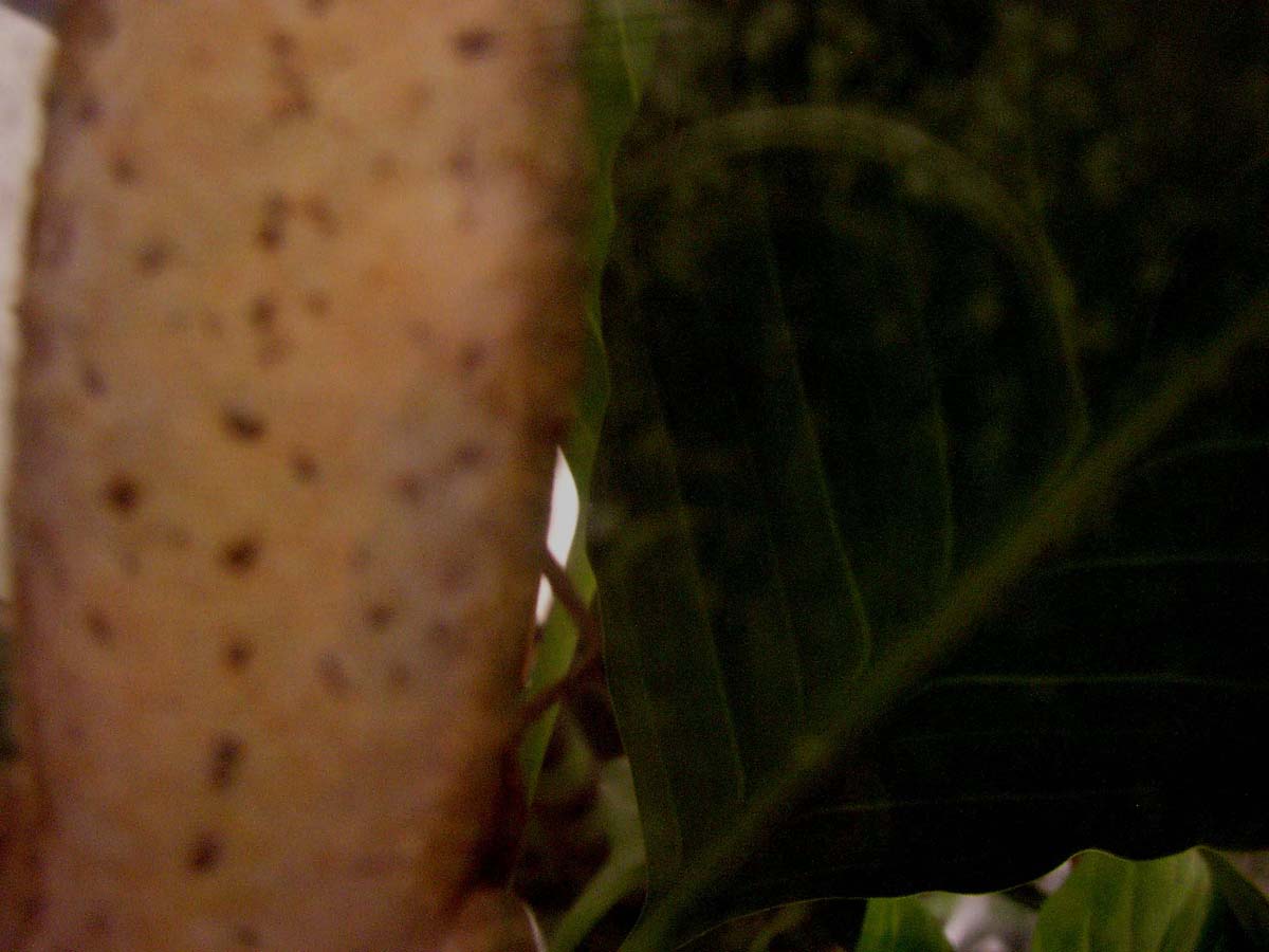egg 4