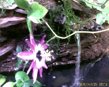 my vivarium