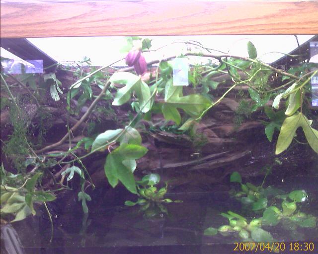 viv3