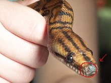 weird nostril
