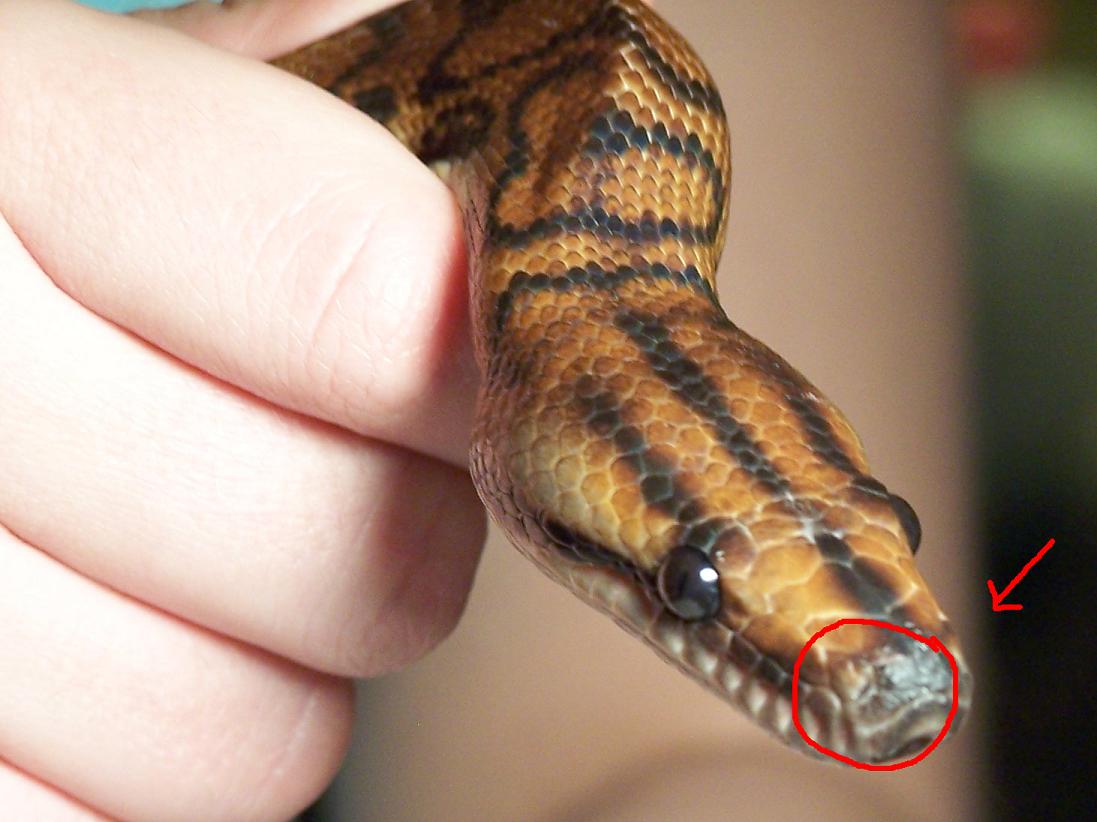 weird nostril