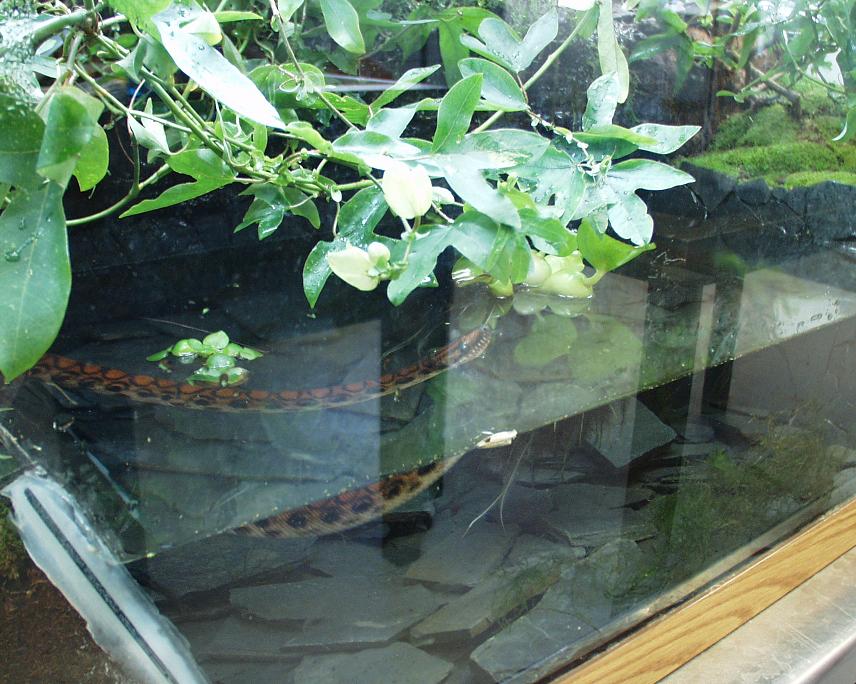kajika in her cage