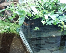 kajika in her cage