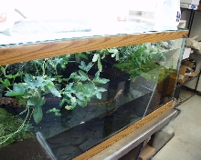 kajika in her cage