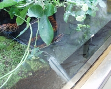kajika in her cage