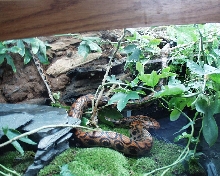 kajika in her cage