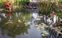 My new pond