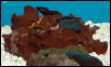 Saltwater - Austin Aquariums