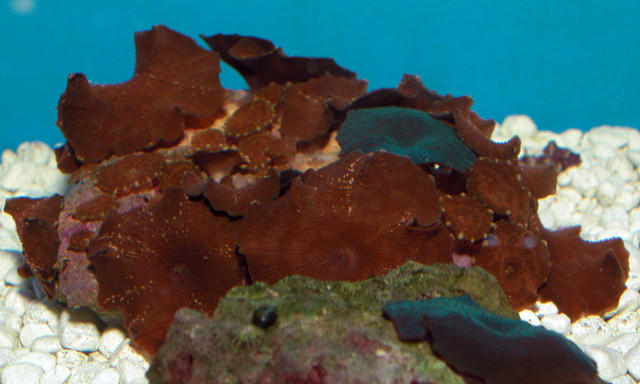 Saltwater - Austin Aquariums