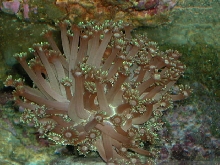 Saltwater Photos