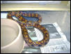 Brazilian Rainbow Boa