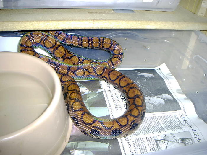 Brazilian Rainbow Boa