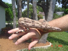 Romano
