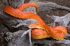 test photo from South Mountain Website