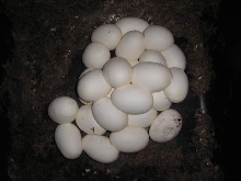 Borneo short tail eggs.