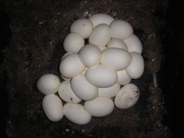 Borneo short tail eggs.