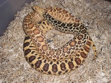 Gravid Stillwater Hypo
