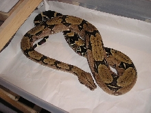 Suri female 1