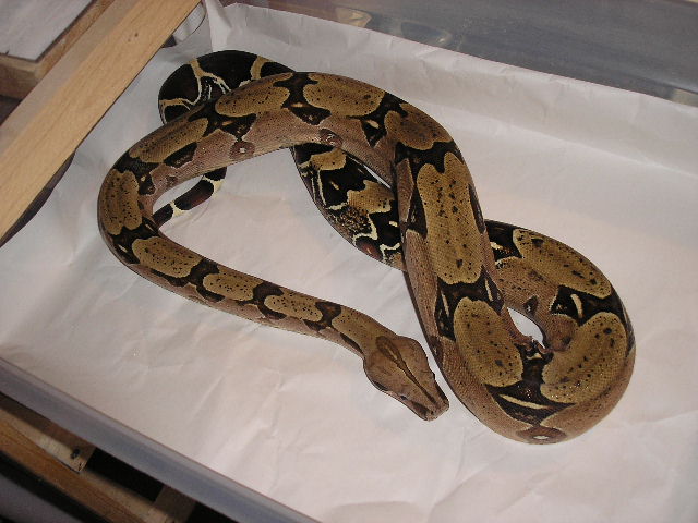 Suri female 1