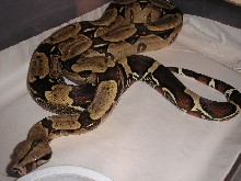 Suri female 2