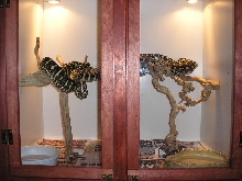 condo 2
